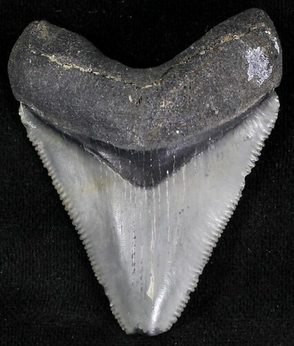 Serrated Juvenile Megalodon Tooth - Florida #21196